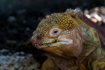 Land iguana portrait