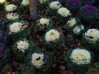 Brassica oleracea wonderful blooming red and white cabbage