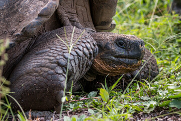 Galapagos Giant tortoise in the grass