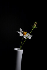 close-up white daisy flower isolated on black background