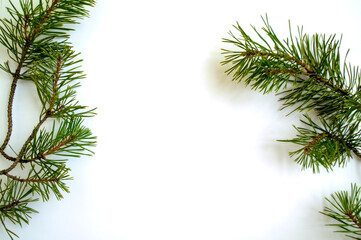 Christmas tree branches on a white background