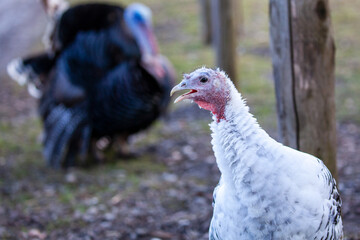 Truthahn und Huhn freilaufend auf einem Bio Bauernhof