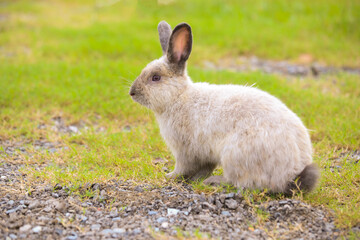 Adult grey rabbit in green field in spring. Lovely bunny has fun in fresh garden. Adorable rabbit plays and is relax in nature green grass.