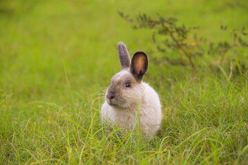 Adult grey rabbit in green field in spring. Lovely bunny has fun in fresh garden. Adorable rabbit plays and is relax in nature green grass.