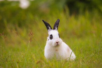 Young white with black dot rabbit in green field in spring. Lovely bunny has fun in fresh garden. Adorable rabbit plays and is relax in nature green grass.