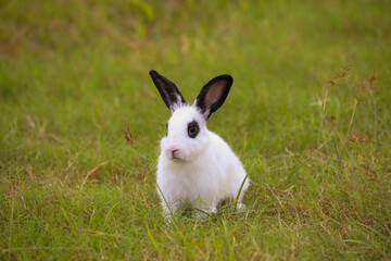 Young white with black dot rabbit in green field in spring. Lovely bunny has fun in fresh garden. Adorable rabbit plays and is relax in nature green grass.