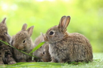 Fototapeta premium Cute little rabbit on green grass with natural bokeh as background during spring. Young adorable bunny playing in garden. Lovrely pet at park