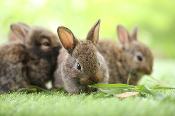 Cute little rabbit on green grass with natural bokeh as background during spring. Young adorable bunny playing in garden. Lovrely pet at park