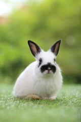 Cute little rabbit on green grass with natural bokeh as background during spring. Young adorable bunny playing in garden. Lovrely pet at park