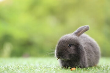 Cute little rabbit on green grass with natural bokeh as background during spring. Young adorable bunny playing in garden. Lovrely pet at park