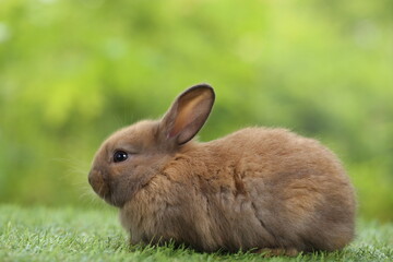Cute little rabbit on green grass with natural bokeh as background during spring. Young adorable bunny playing in garden. Lovrely pet at park
