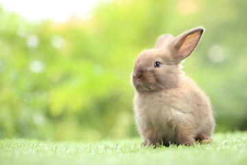 Cute little rabbit on green grass with natural bokeh as background during spring. Young adorable bunny playing in garden. Lovrely pet at park