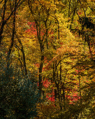 Autumn color in Stokes State Forest New Jersey