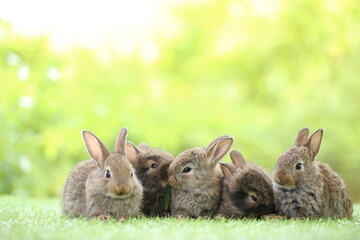 Cute little rabbit on green grass with natural bokeh as background during spring. Young adorable bunny playing in garden. Lovrely pet at park