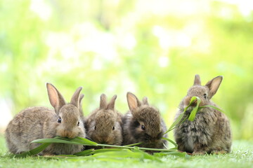 Cute little rabbit on green grass with natural bokeh as background during spring. Young adorable bunny playing in garden. Lovrely pet at park