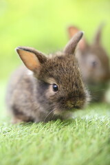 Cute little rabbit on green grass with natural bokeh as background during spring. Young adorable bunny playing in garden. Lovrely pet at park