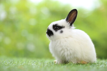Cute little rabbit on green grass with natural bokeh as background during spring. Young adorable bunny playing in garden. Lovrely pet at park