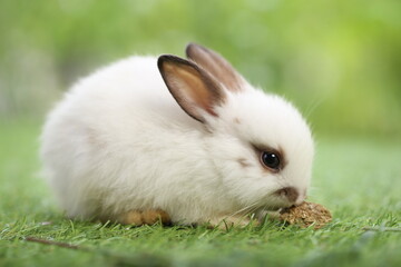 Cute little rabbit on green grass with natural bokeh as background during spring. Young adorable bunny playing in garden. Lovrely pet at park