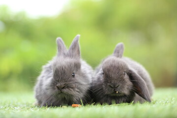 Cute little rabbit on green grass with natural bokeh as background during spring. Young adorable bunny playing in garden. Lovrely pet at park