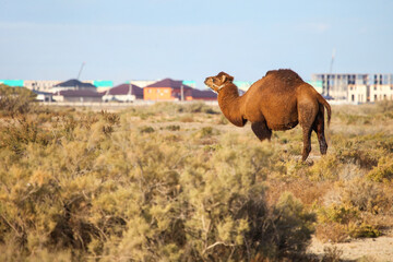Dromedary camel