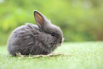 Cute little rabbit on green grass with natural bokeh as background during spring. Young adorable bunny playing in garden. Lovrely pet at park