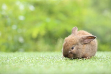 Cute little rabbit on green grass with natural bokeh as background during spring. Young adorable bunny playing in garden. Lovrely pet at park