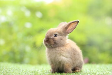 Cute little rabbit on green grass with natural bokeh as background during spring. Young adorable bunny playing in garden. Lovrely pet at park