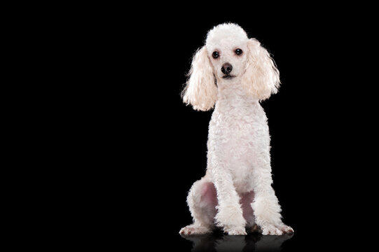 Sitting white poodle full length picture at the black background