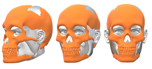 skull, human, skeleton halloween, anatomy