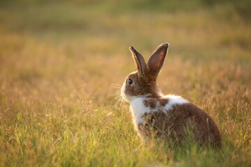 Rabbit in green field and farm way. Lovely and lively bunny in nature with happiness. Hare in the forest. Young cute bunny playing in the garden with grass and small flower in dreamy golden light.