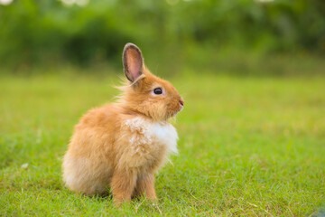 Young brown lion rabbit in green field in spring. Lovely bunny has fun in fresh garden. Adorable rabbit plays and is relax in nature green grass.