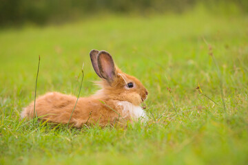 Young brown lion rabbit in green field in spring. Lovely bunny has fun in fresh garden. Adorable rabbit plays and is relax in nature green grass.