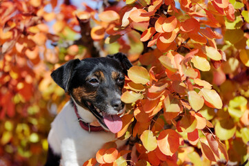 Head portrait of jack russel terrier in autumn foliage