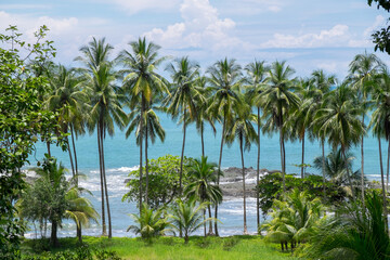 Fototapeta na wymiar Paisaje con palmeras en la costa de Puntarenas en Costa Rica