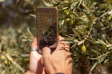 Man's hands photographing an olive with a smartphone.