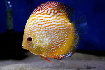 Discus Pigeon Blood - Freshwater Fish - American Cichlid