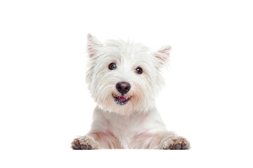 Closeup portrait of a smiling dog standing on the blank board