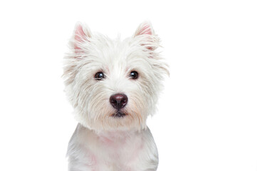 Closeup portrait of a west highland terrier
