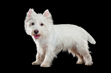 Cute white west highland terrier  standing at the black background