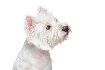 Cute white west highland terrier looking to the side
