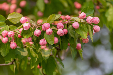 Pink Crabapple Blossoms In Late May