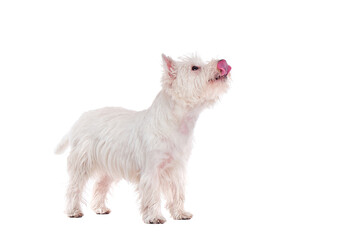 Hungry west highland terrier showing his tongue