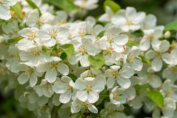 White Crabapple Blossoms In Late May