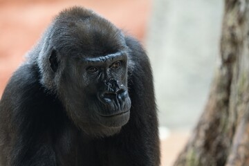 gorilla 