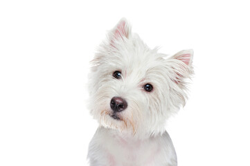 West highland terrier looking into the camera