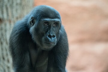Obraz premium gorilla