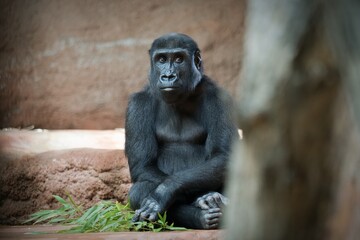 Fototapeta premium gorilla