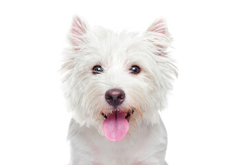West highland terrier showing tongue