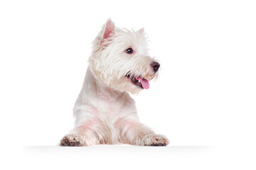 West highland terrier standing on blank board