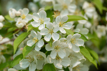 White Crabapple Blossoms In Late May